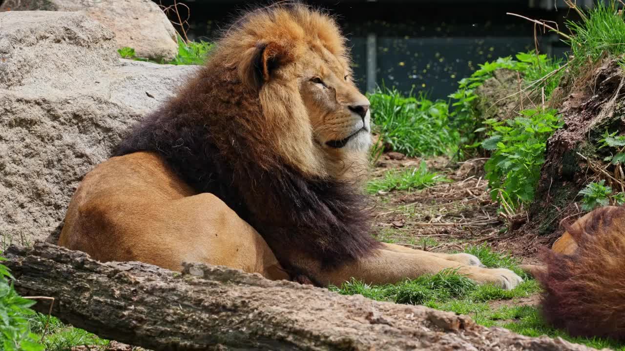 狮子，豹属狮子是四大猫科动物之一，也是猫科动物科的一员视频素材