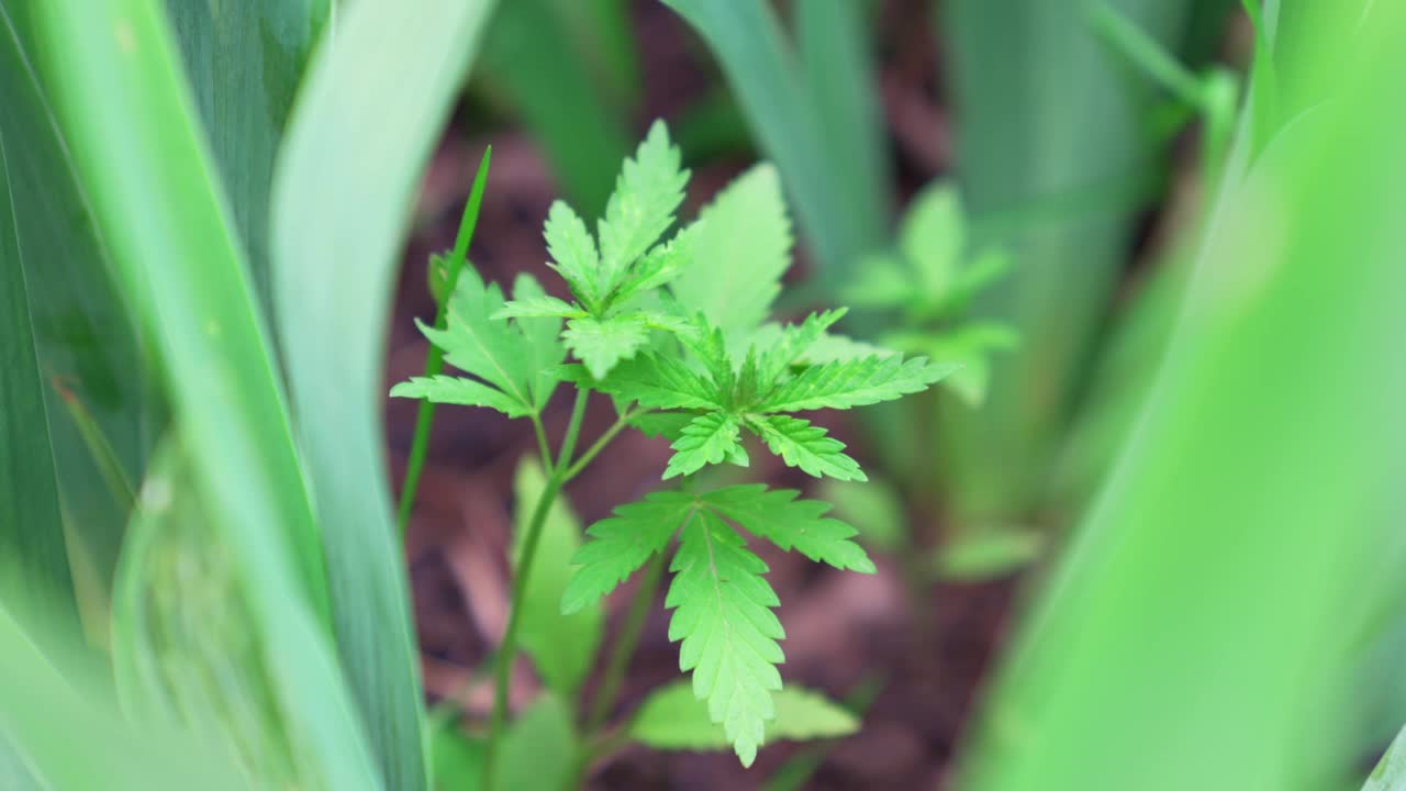 麻发芽。大麻的非法种植。视频素材