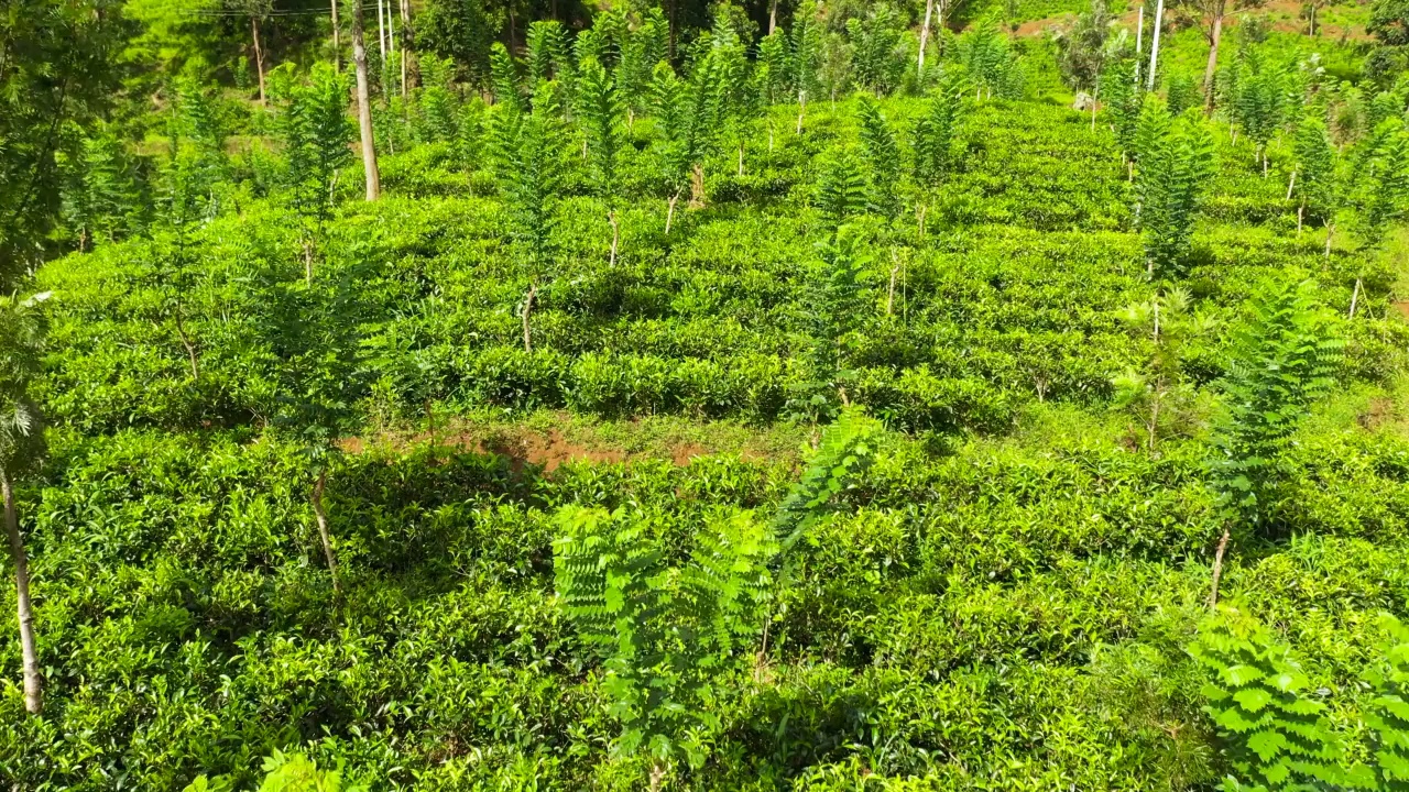 山景茶园无人机。视频素材