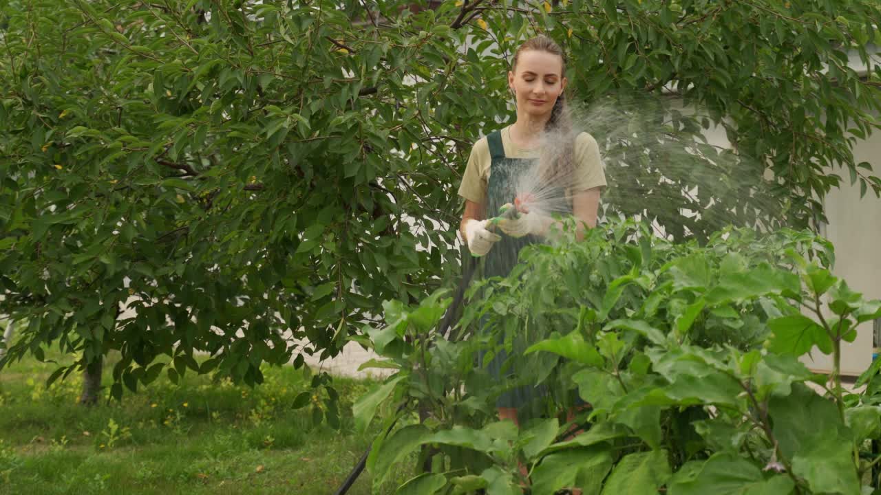 一位妇女在花园里的花坛上浇茄子视频素材