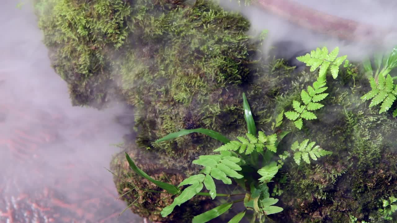 流雾在热带花园与苔藓和视频素材