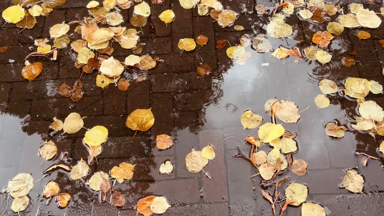 雨落在满是枯黄秋叶的水坑上视频素材