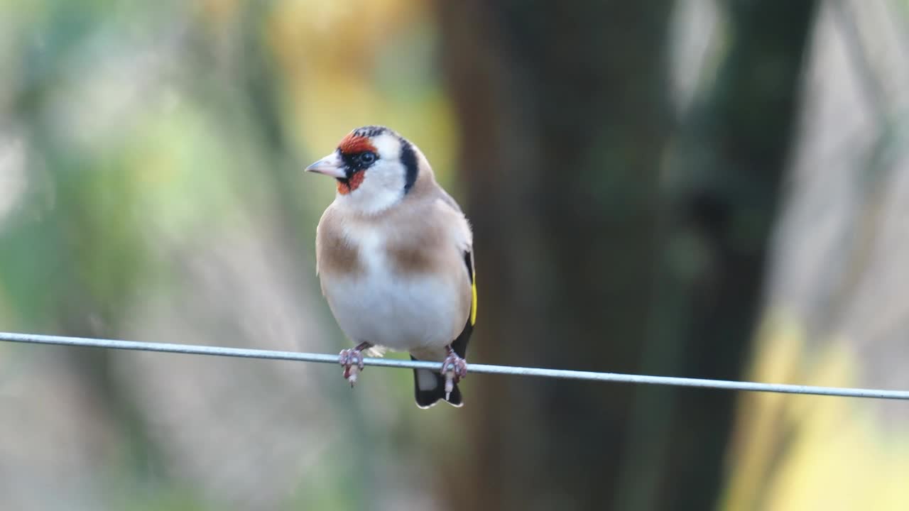 金翅雀，Carduelis Carduelis在弗肖，坎布里亚，英国。视频素材