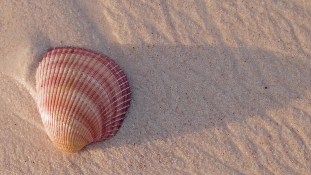 在美丽的热带海滩上，海浪拍打着扇贝视频素材