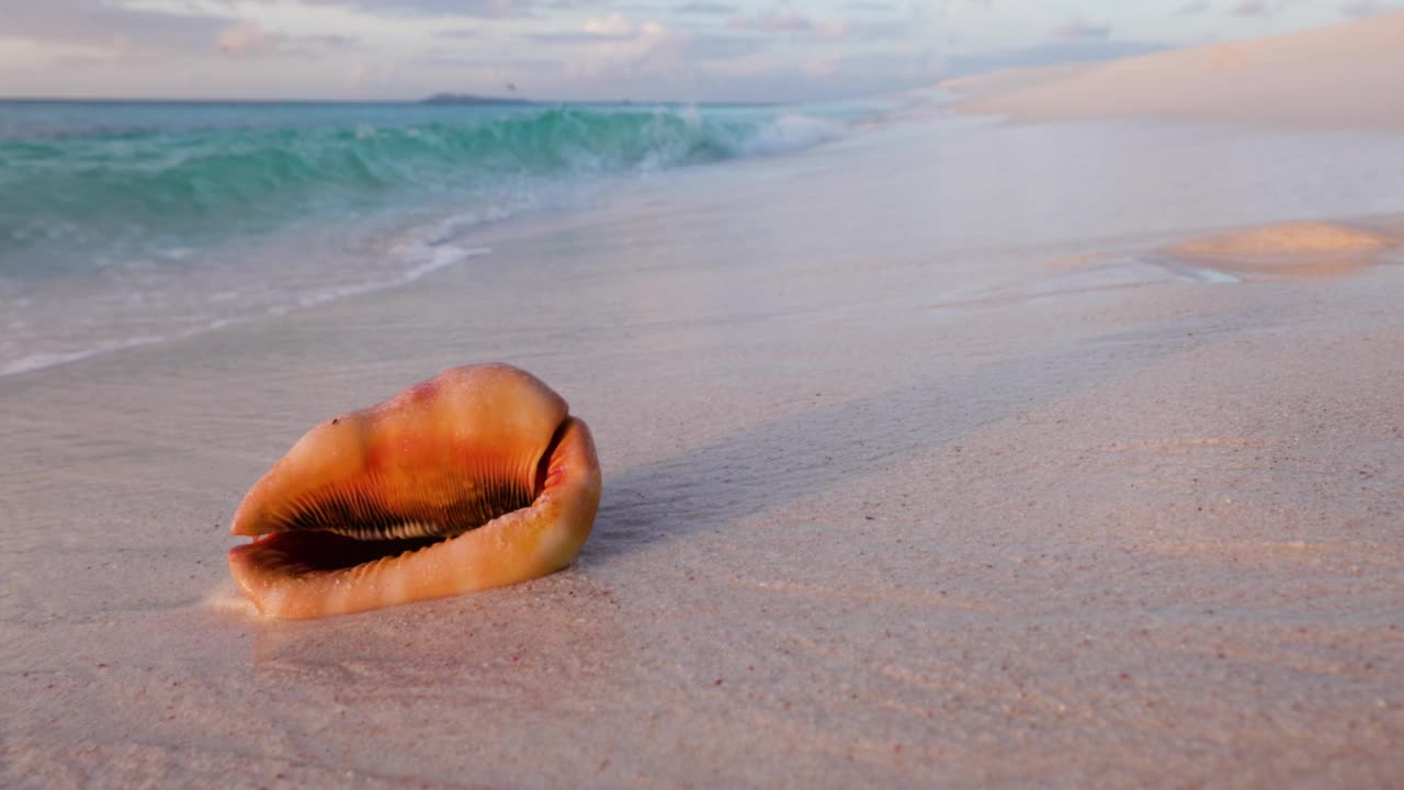 在一个美丽的热带岛屿海滩上，海浪爱抚着海螺贝壳视频素材