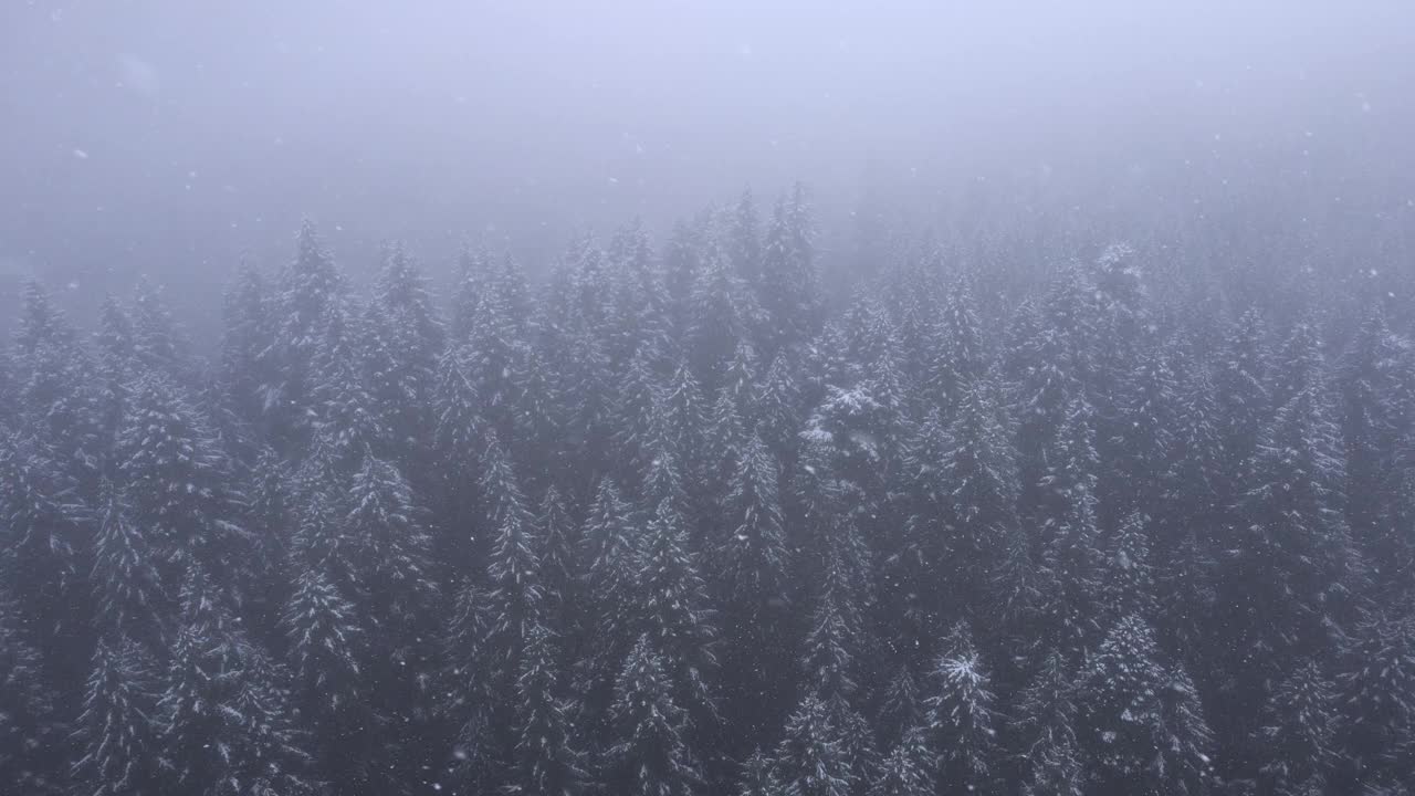 雪落在树上视频素材