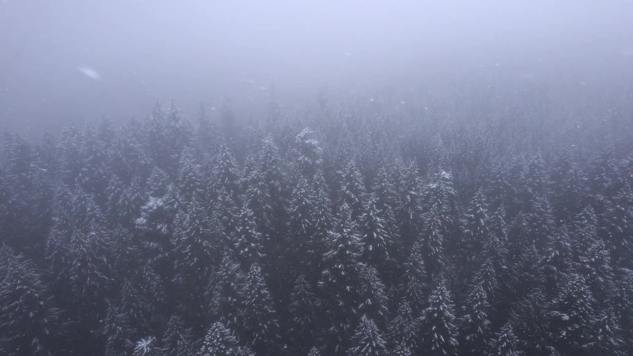 雪落在树上视频素材