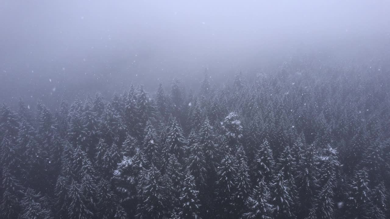 雪落在树上视频素材