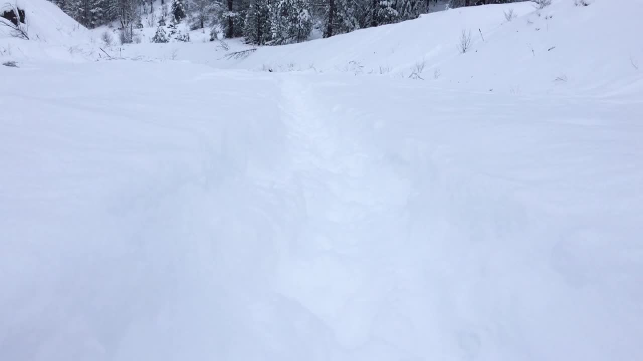 雪中奔跑的狗视频下载