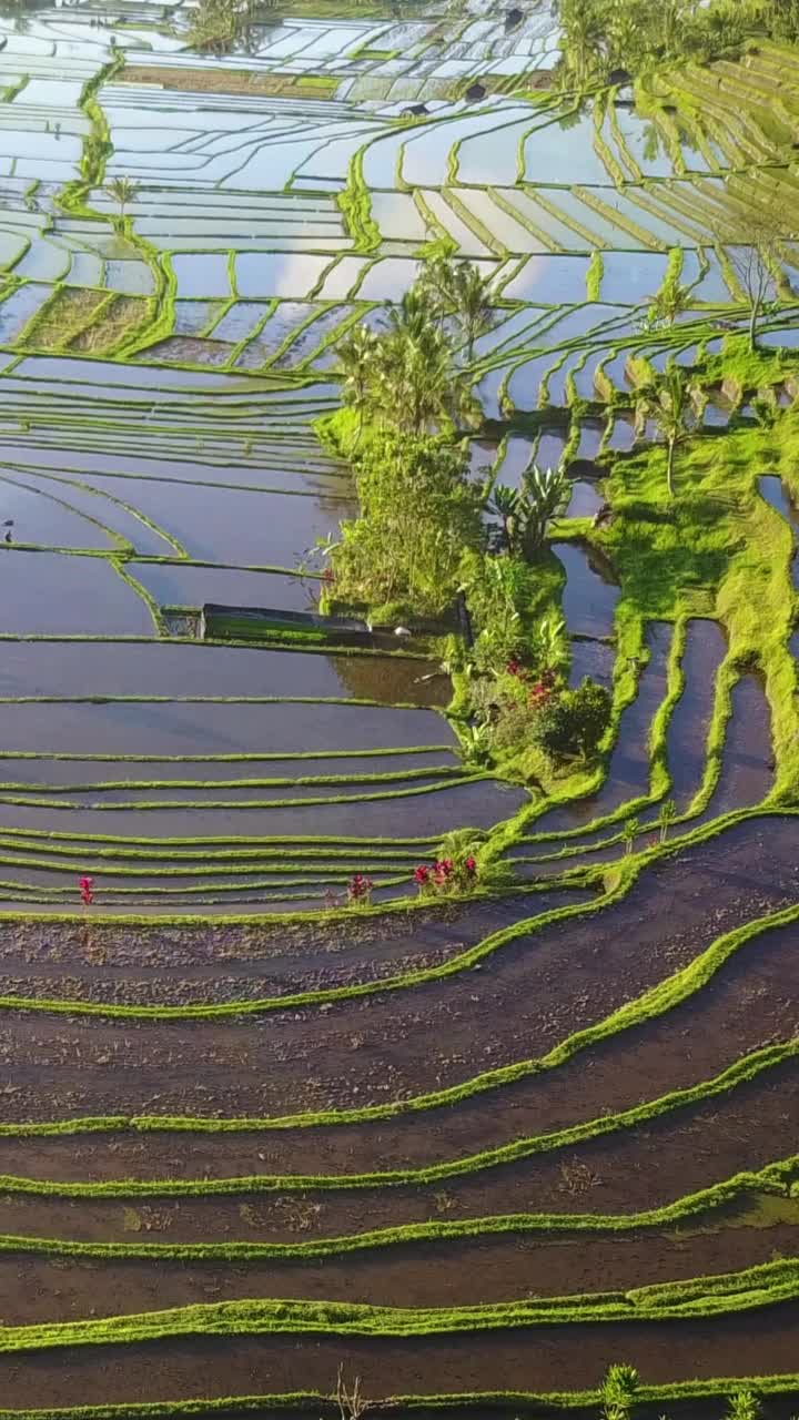 垂直空中视频在一个惊人的景观稻田Jatiluwih水稻梯田，巴厘岛，印度尼西亚。视频素材