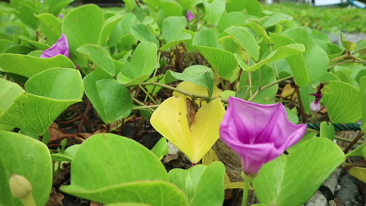 海滩牵牛花或Ipomoea pes-caprae在海滩的海边沙滩上。湾啤酒花。紫色的颜色。随风摇曳。视频素材