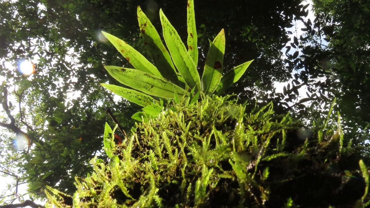 雨林中树上的苔藓和蕨类植物视频素材