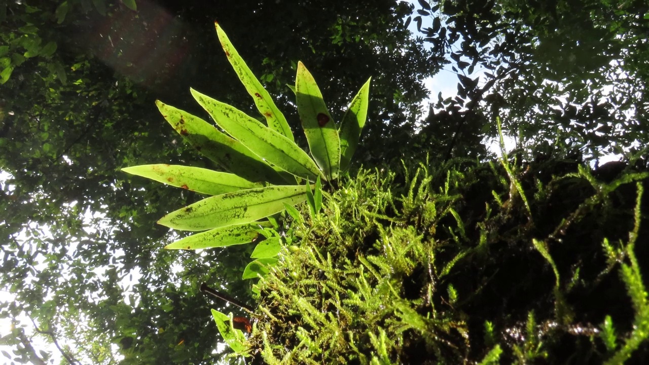 雨林中树上的苔藓和蕨类植物视频素材