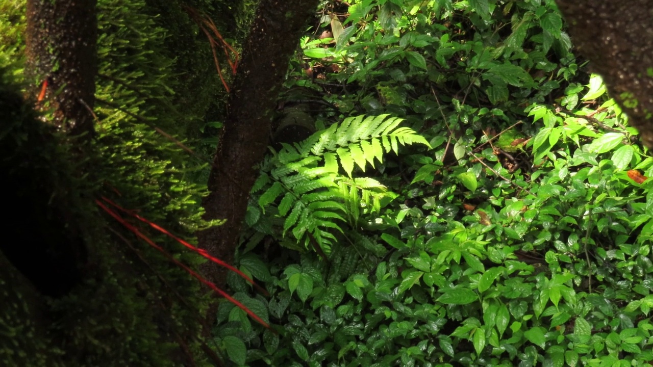 雨林中树上的苔藓和蕨类植物视频素材