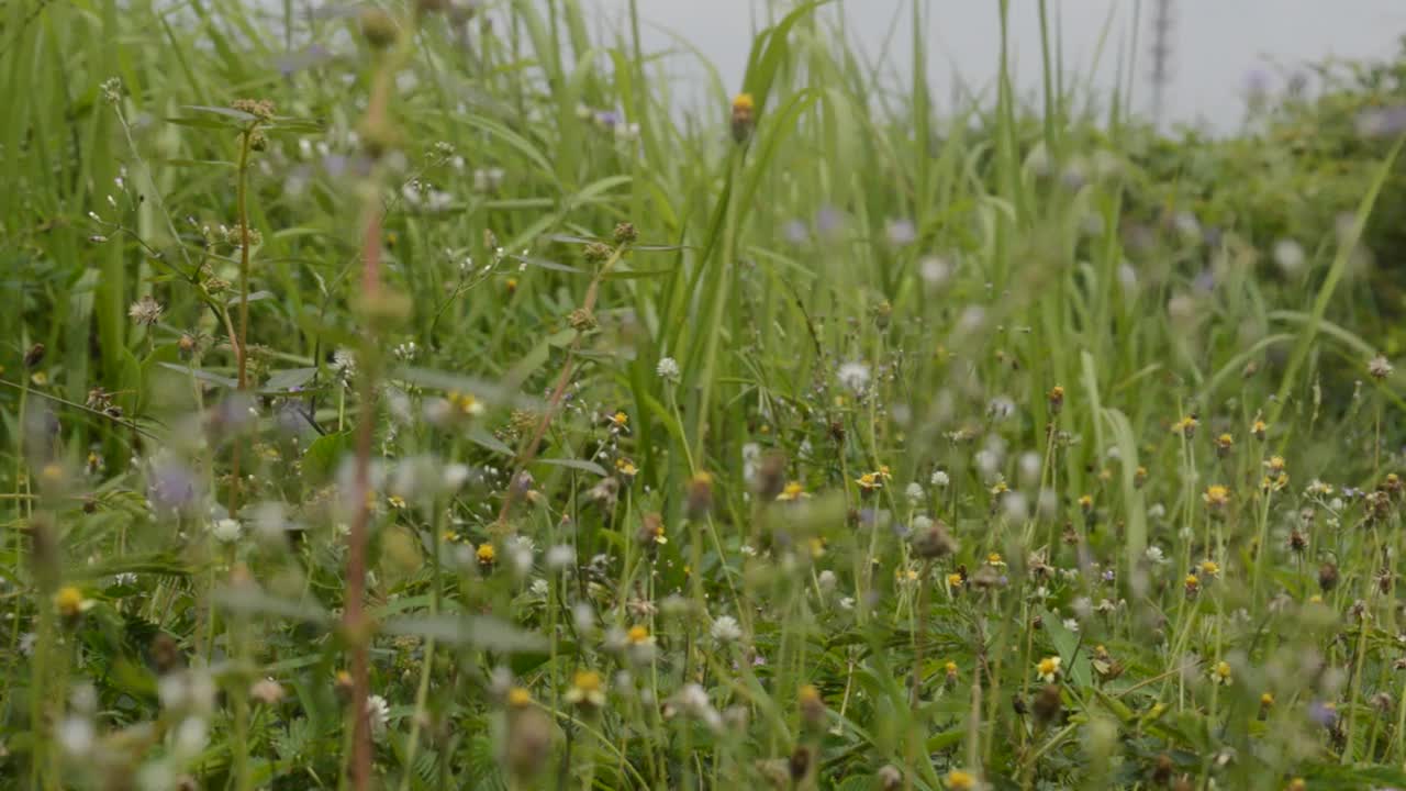 田野里的野花视频素材