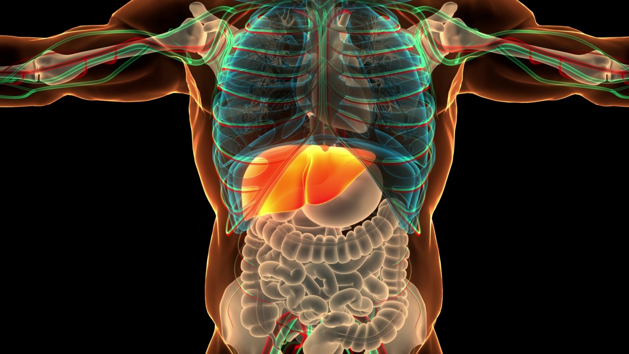 人体内部消化器官肝脏解剖动画概念视频素材