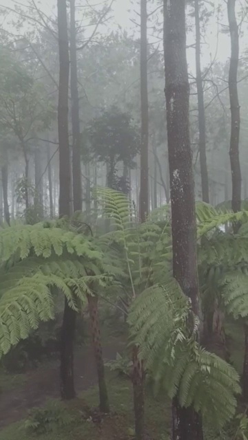 当热带雨林下雨时视频素材