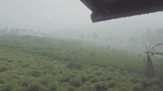 当热带雨林下雨时视频素材