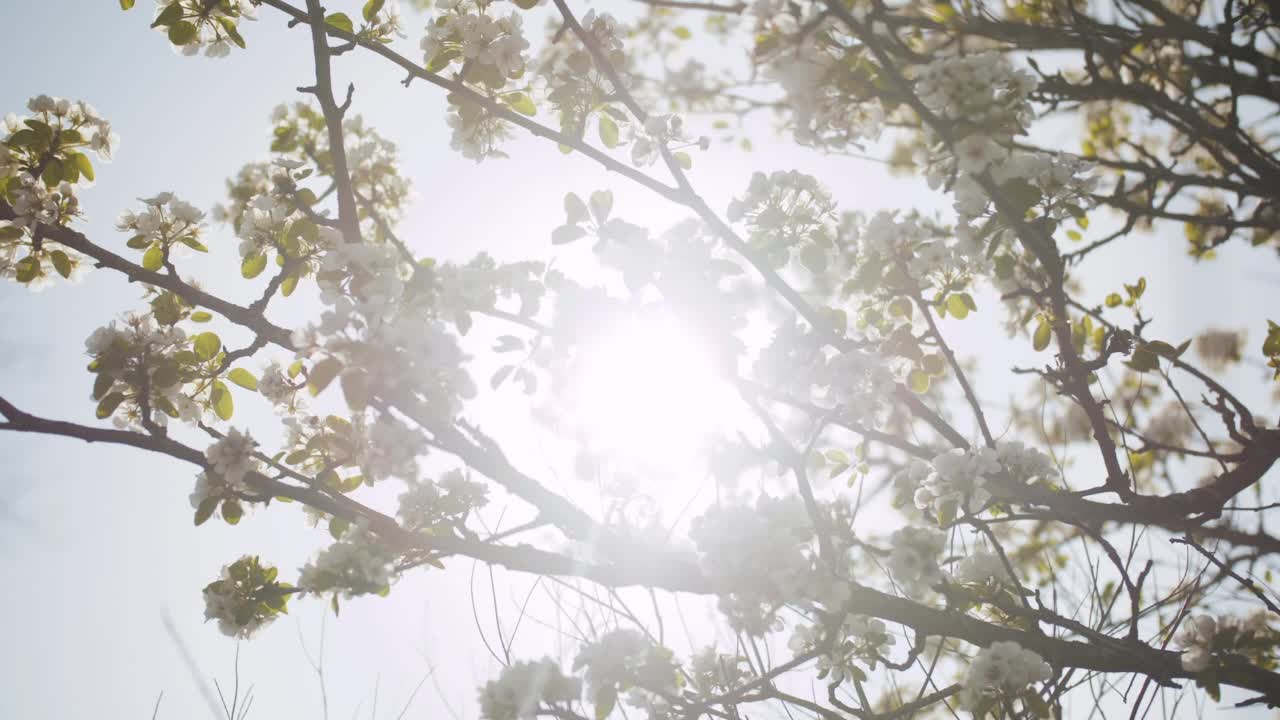 春天的苹果花在苹果树树枝上绽放，在花园里超慢动作。苹果花。美丽的白花。视频素材