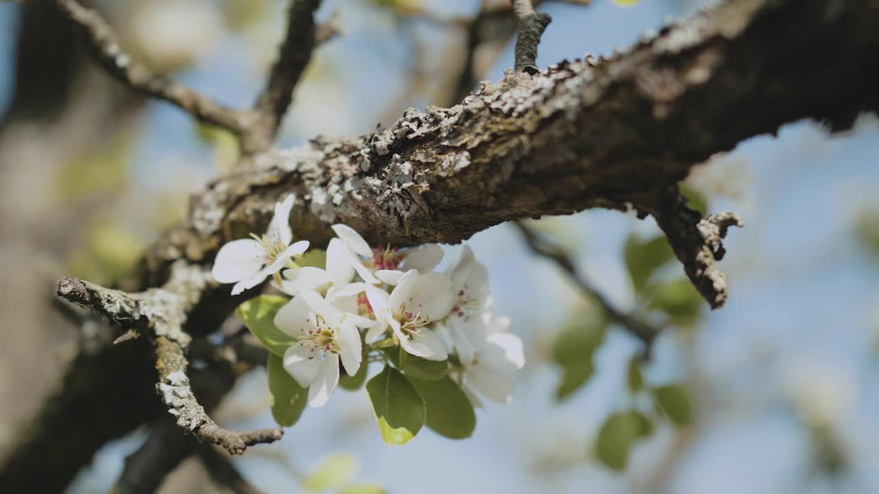 春天的苹果花在苹果树树枝上绽放，在花园里超慢动作。苹果花。美丽的白花。视频素材