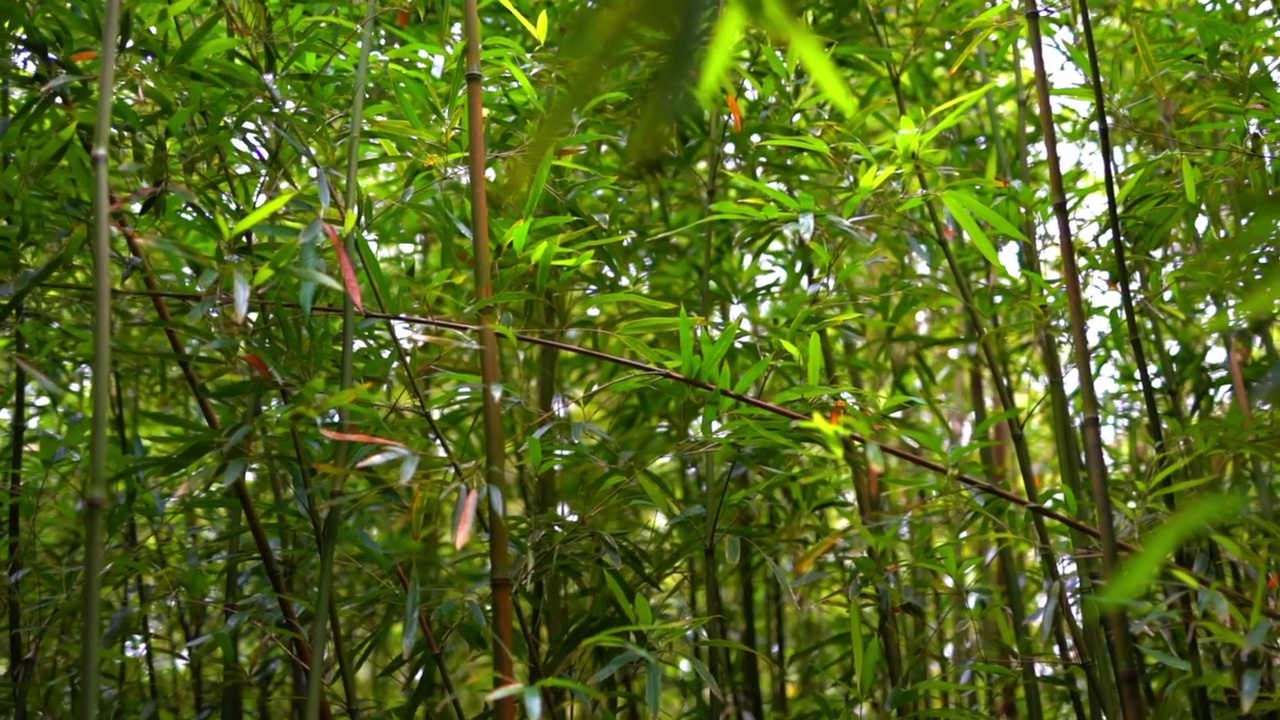 宁静的绿色树木在森林-檀香山，夏威夷视频素材