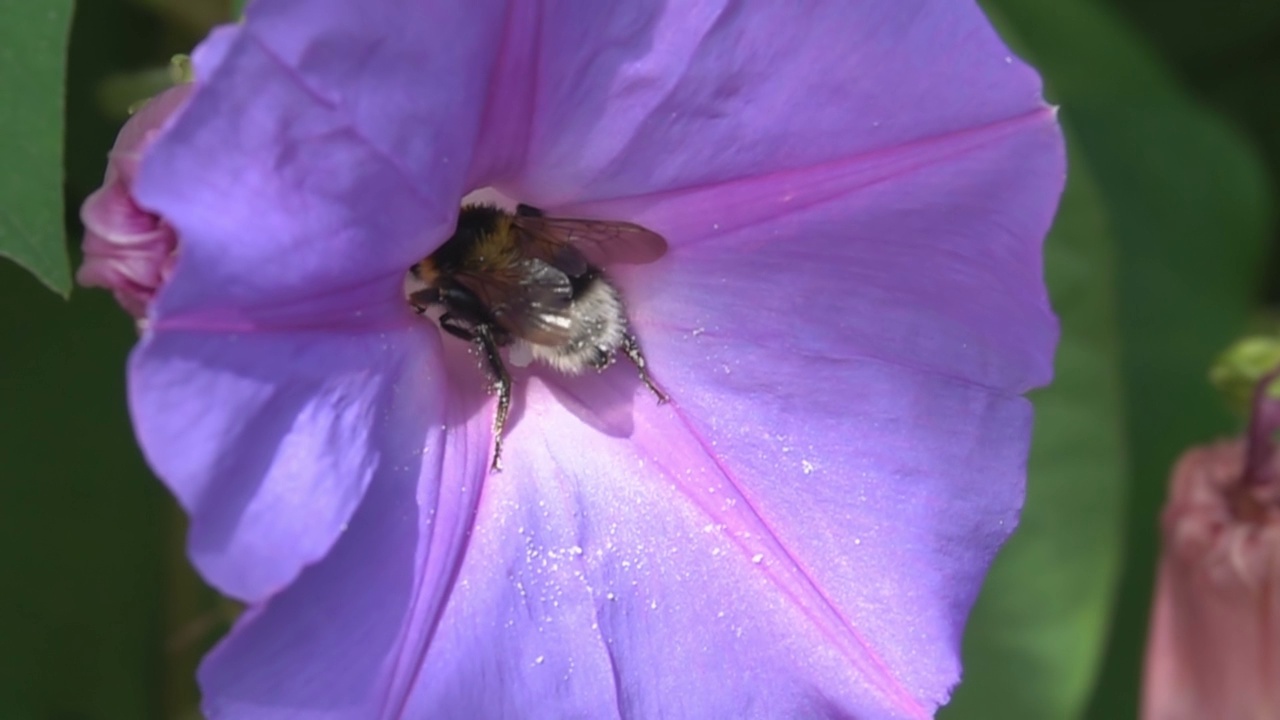 蜜蜂大黄蜂。视频素材