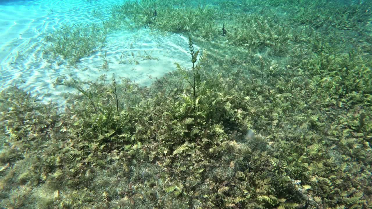 海底有石头，植物和阳光视频素材