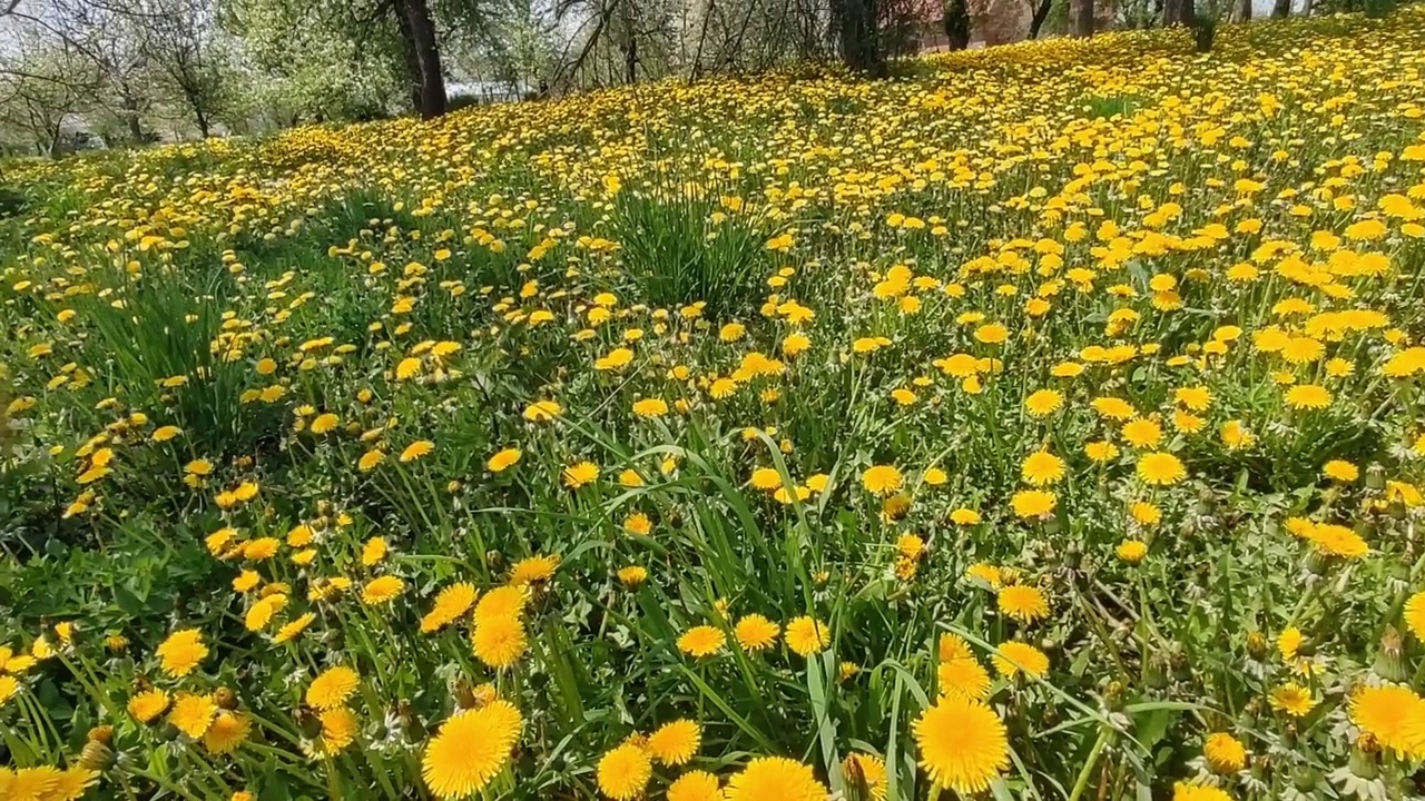 夏天的草地上，黄色的蒲公英花特写在绿色的蒲公英草中视频素材