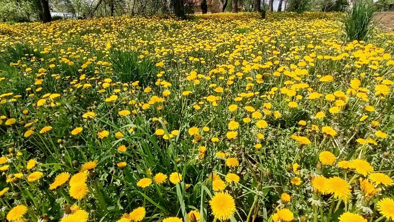 夏天的草地上，黄色的蒲公英花特写在绿色的蒲公英草中视频素材