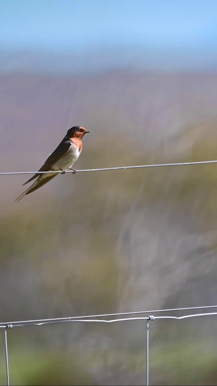 欢迎吞咽(Hirundo neoxena)视频素材