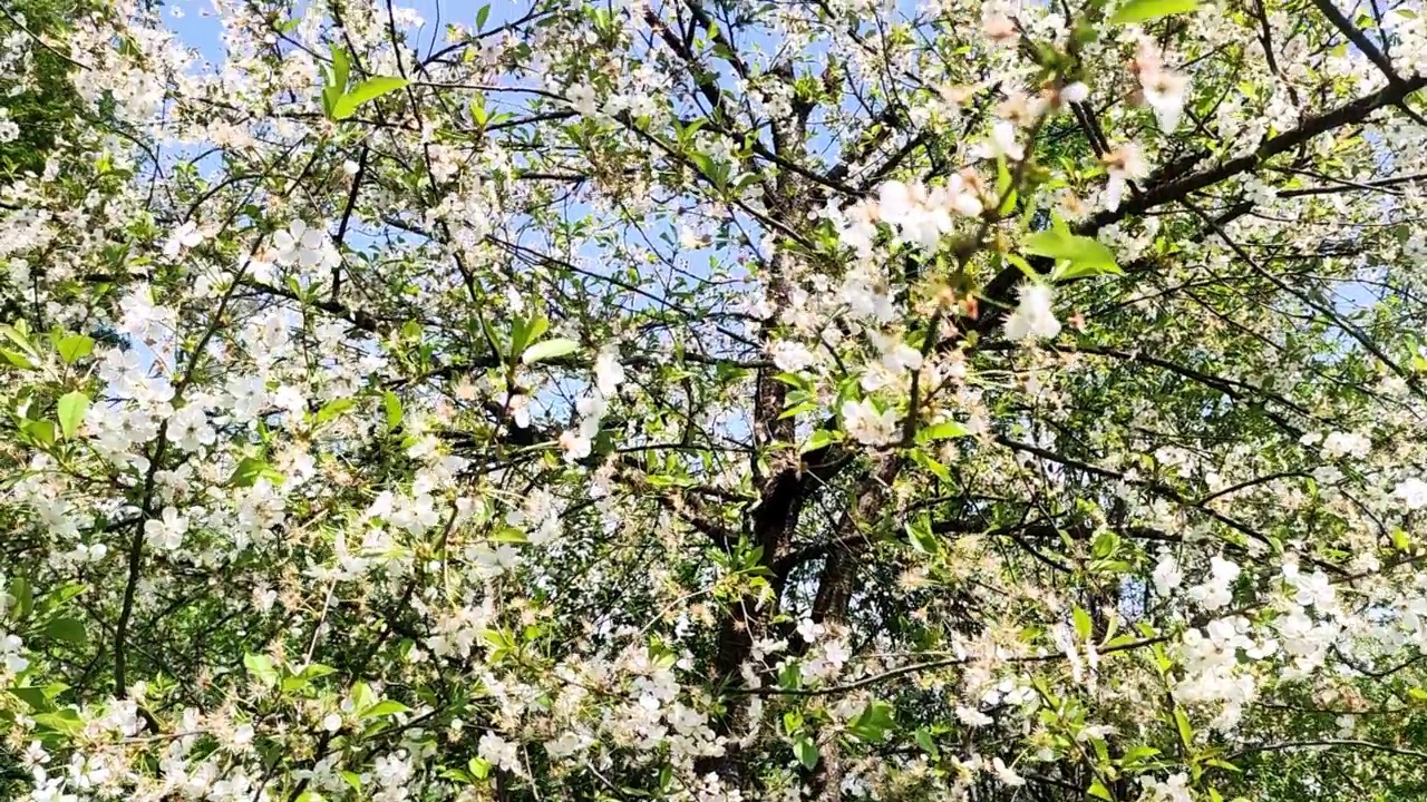 春天樱花盛开。白花开在梅树的树枝上。视频素材