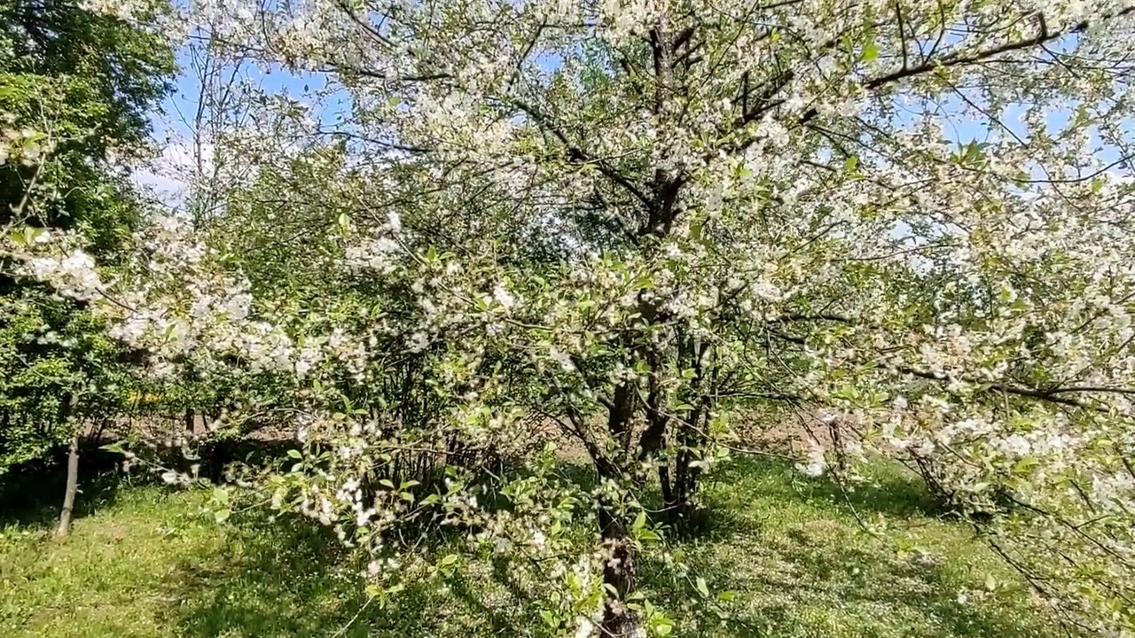 春天樱花盛开。白花开在梅树的树枝上。视频素材