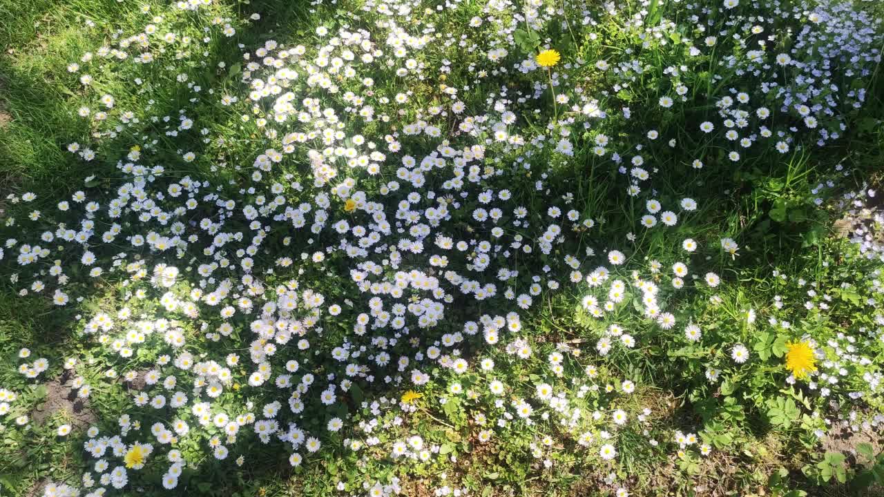 雏菊花的特写。菊花田近距离观察雏菊花。视频素材