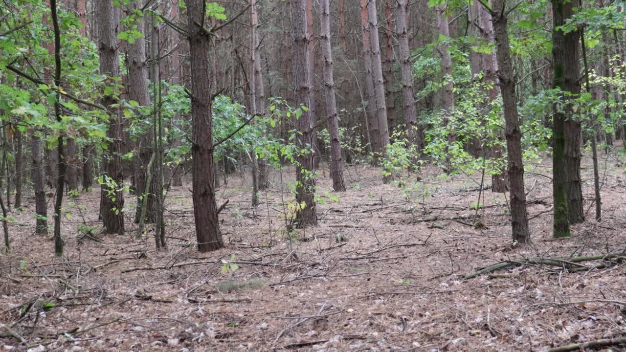 秋天的森林。室外的树干。自然环境概念。公园景观背景视频素材