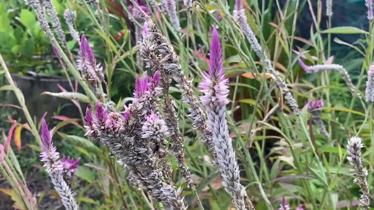 大自然花园中的银茶花视频素材