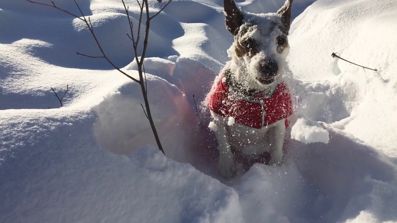 狗在新雪中挖洞视频下载