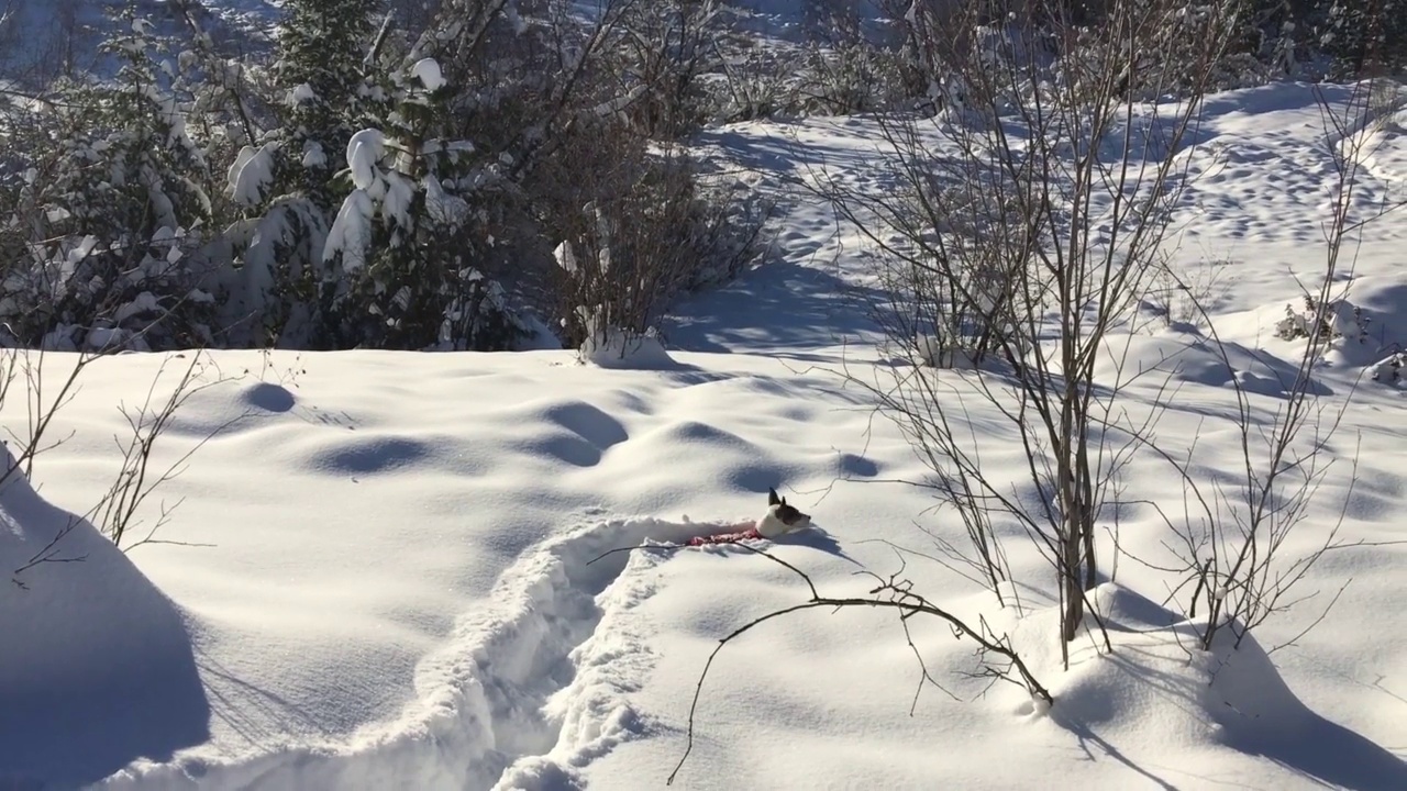 小狗在深深的雪中视频下载