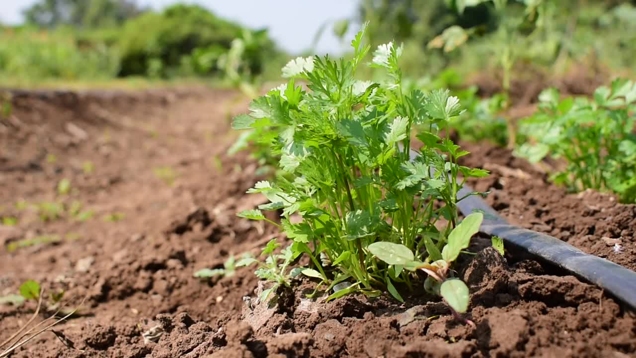 在菜地里把新鲜生长的绿色香菜叶收起来视频素材