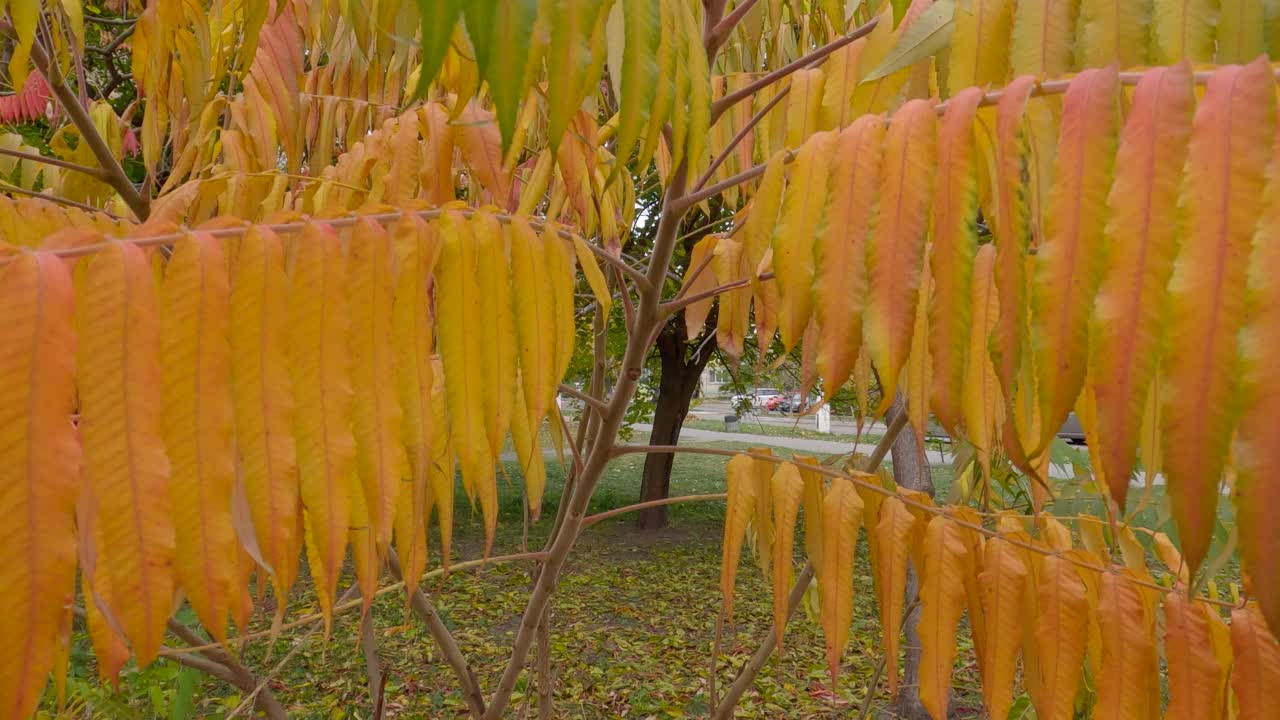 城市花园中秋叶的漆树视频素材