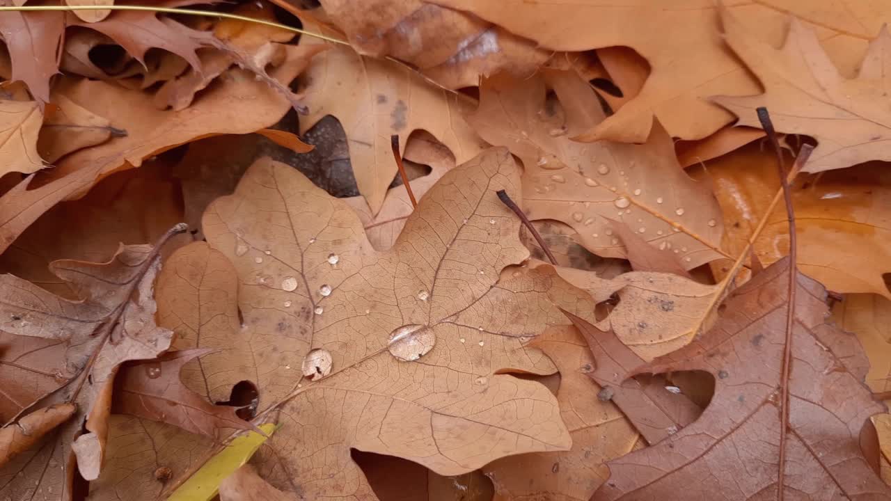 落在地上的橡树叶上沾满了水滴视频素材