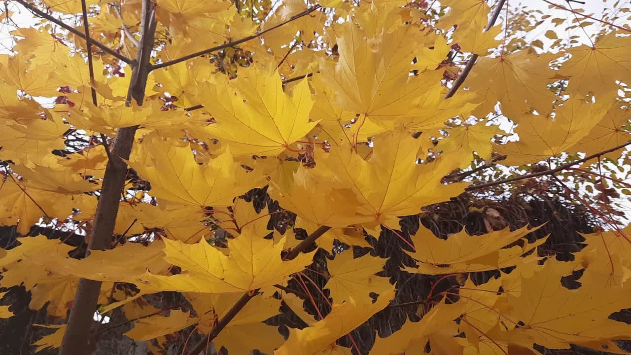 在阴天多风的天气里，秋天枫叶的树枝视频素材