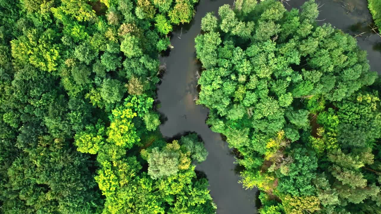 波兰野生动物的鸟瞰图。河流和绿色的森林。视频素材