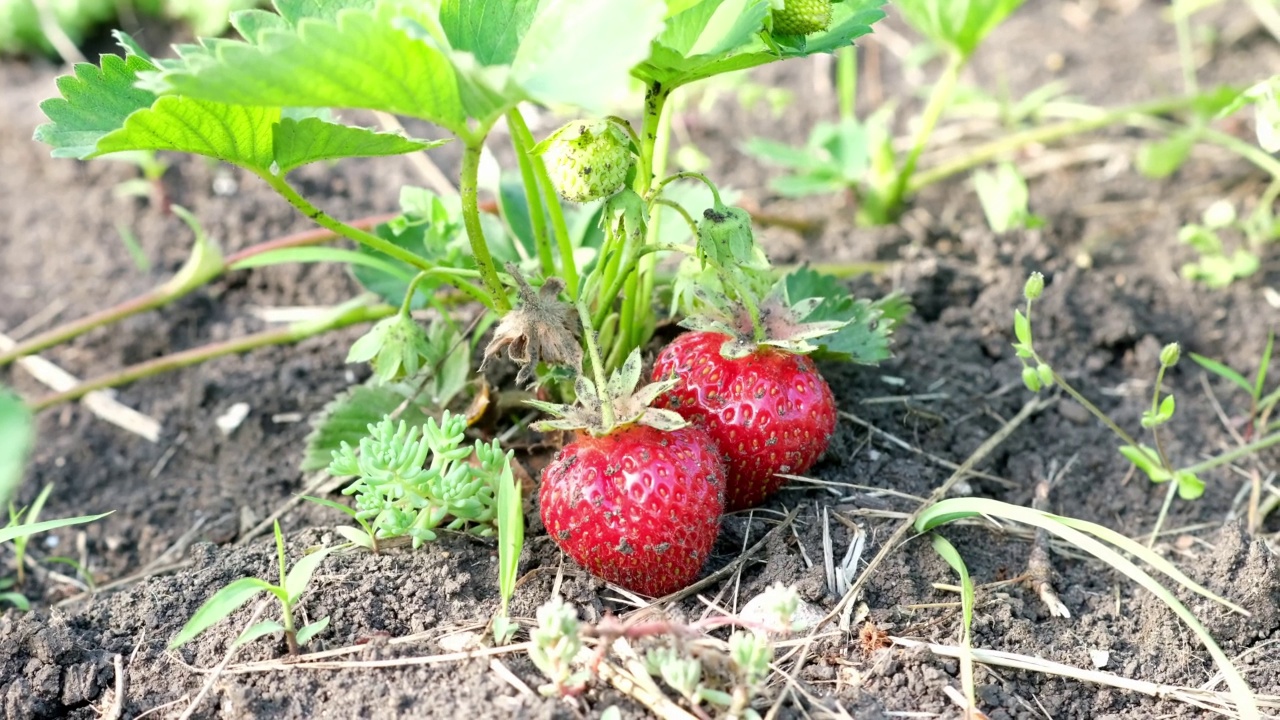 草莓的栽培。生态健康有机食品。草莓种植园视频素材