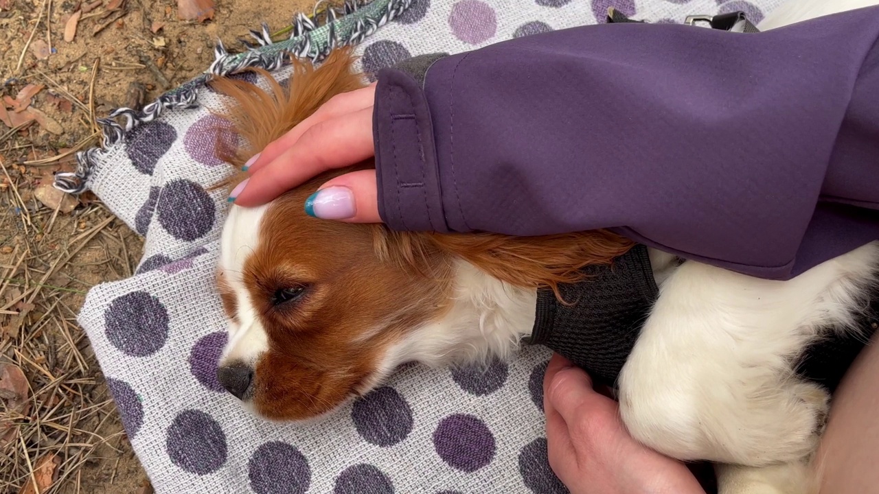 野餐时，一位女士的手抚摸着一只可爱的红色小猎犬。爱护和照顾宠物。视频素材