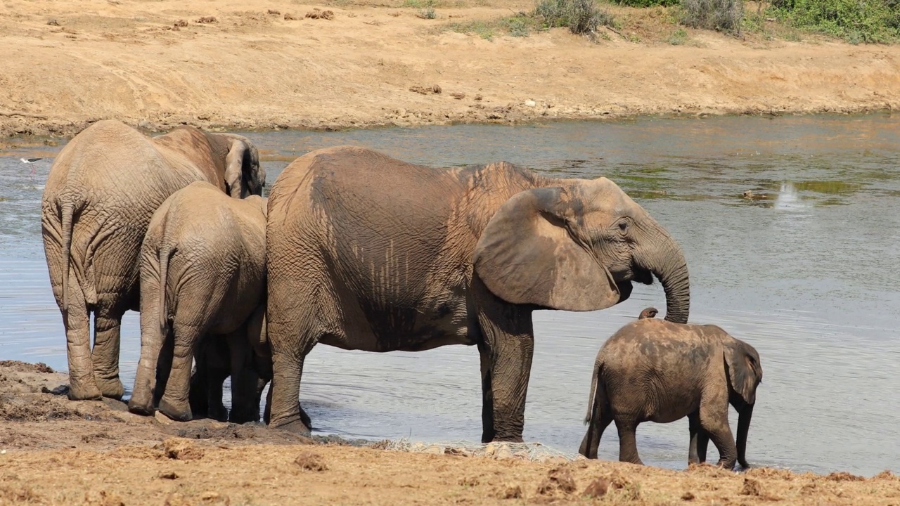 非洲象(Loxodonta africana)喝水，阿多大象国家公园，南非视频素材