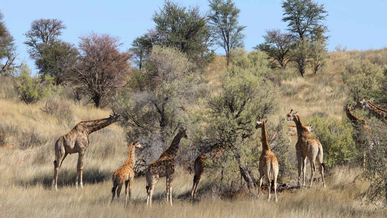 长颈鹿(Giraffa camelopardalis)吃刺树，卡拉哈里沙漠，南非视频素材