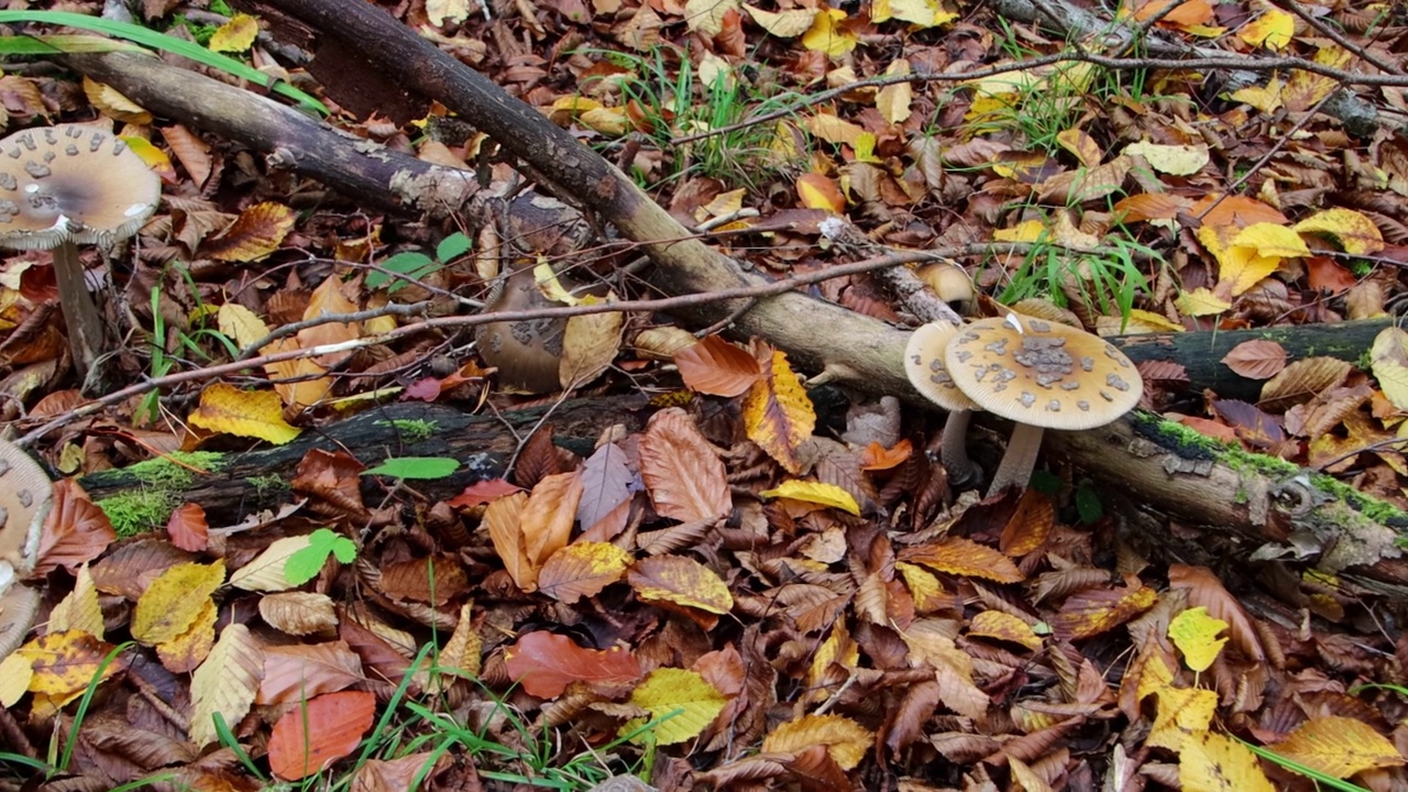 森林中的黑豹帽菇，也被称为黑豹伞菌或Pantherpilz视频素材