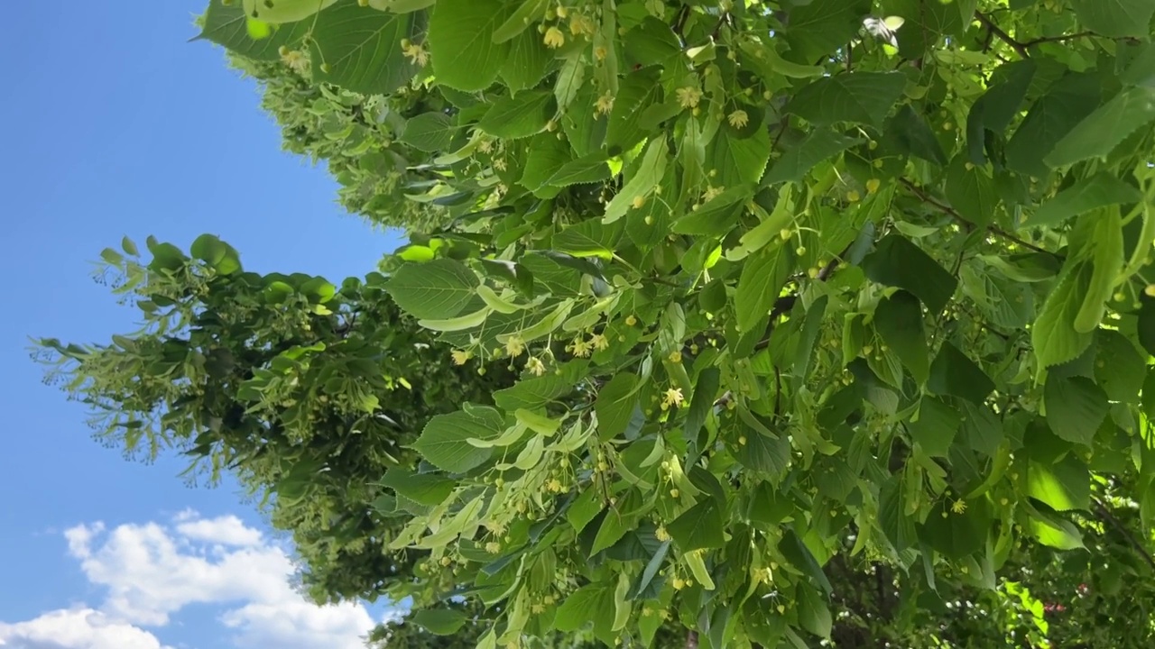 公园里盛开的菩提树。视频素材