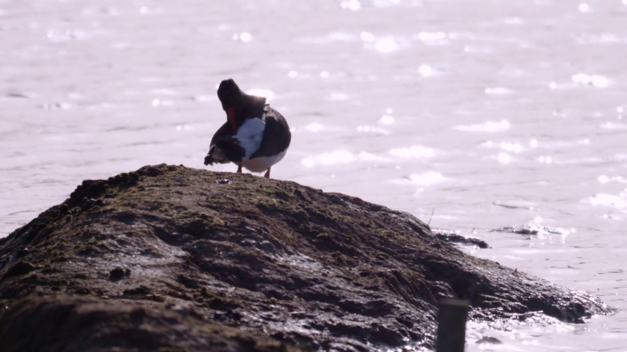 ostralegus Haematopus ostralegus牡蛎捕手整理羽毛独特的叫背光视频素材