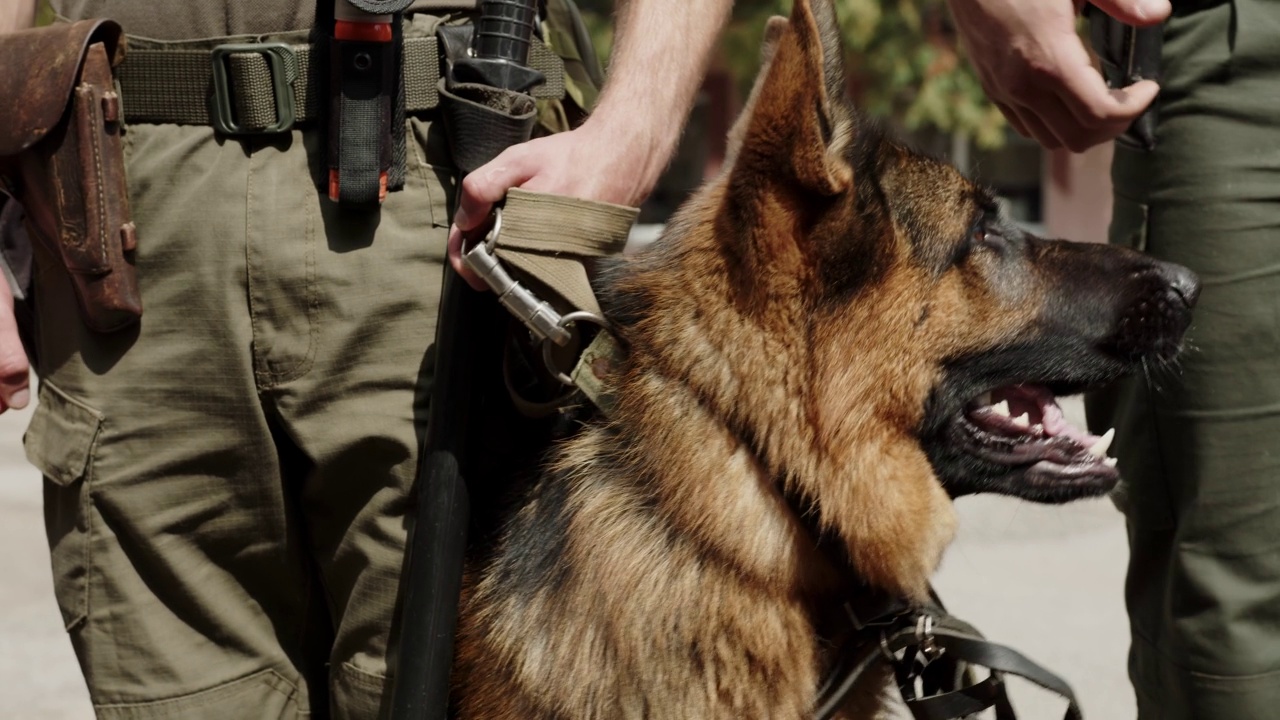 一只带条纹的德国牧羊犬坐在全副武装的士兵旁边，一个士兵从旁边经过视频素材